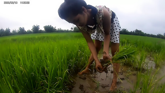 Une Fille Asiatique Amateur S'Expose Dans Un Champ De Riz Public